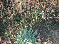 pinnerparkflowermar