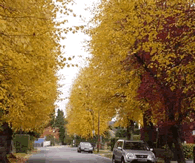 Autumn in Pinner