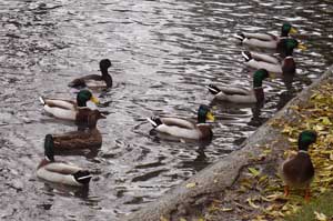 Autumn Pinner 2010