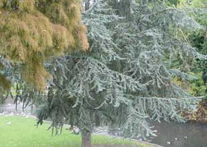 Autumn Pinner 2010
