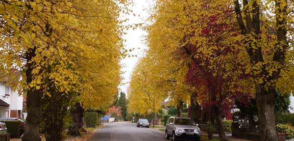 Autumn Pinner 2010