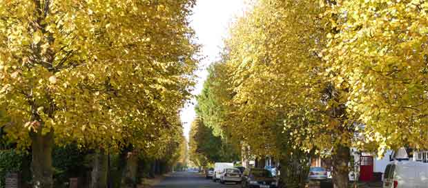 Autumn in Pinner