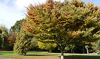 Autumn in Pinner 09