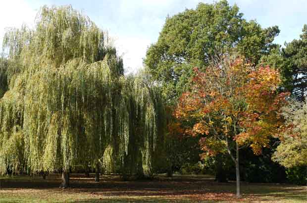 Spring in Pinner