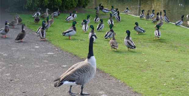 Spring in Pinner