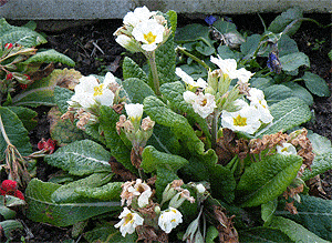 Signs of Spring