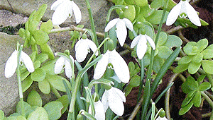 Spring Flowers