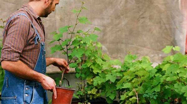 clive-short-watering-lg-apr.jpg