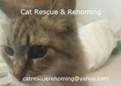Car Rescue & Rehoming